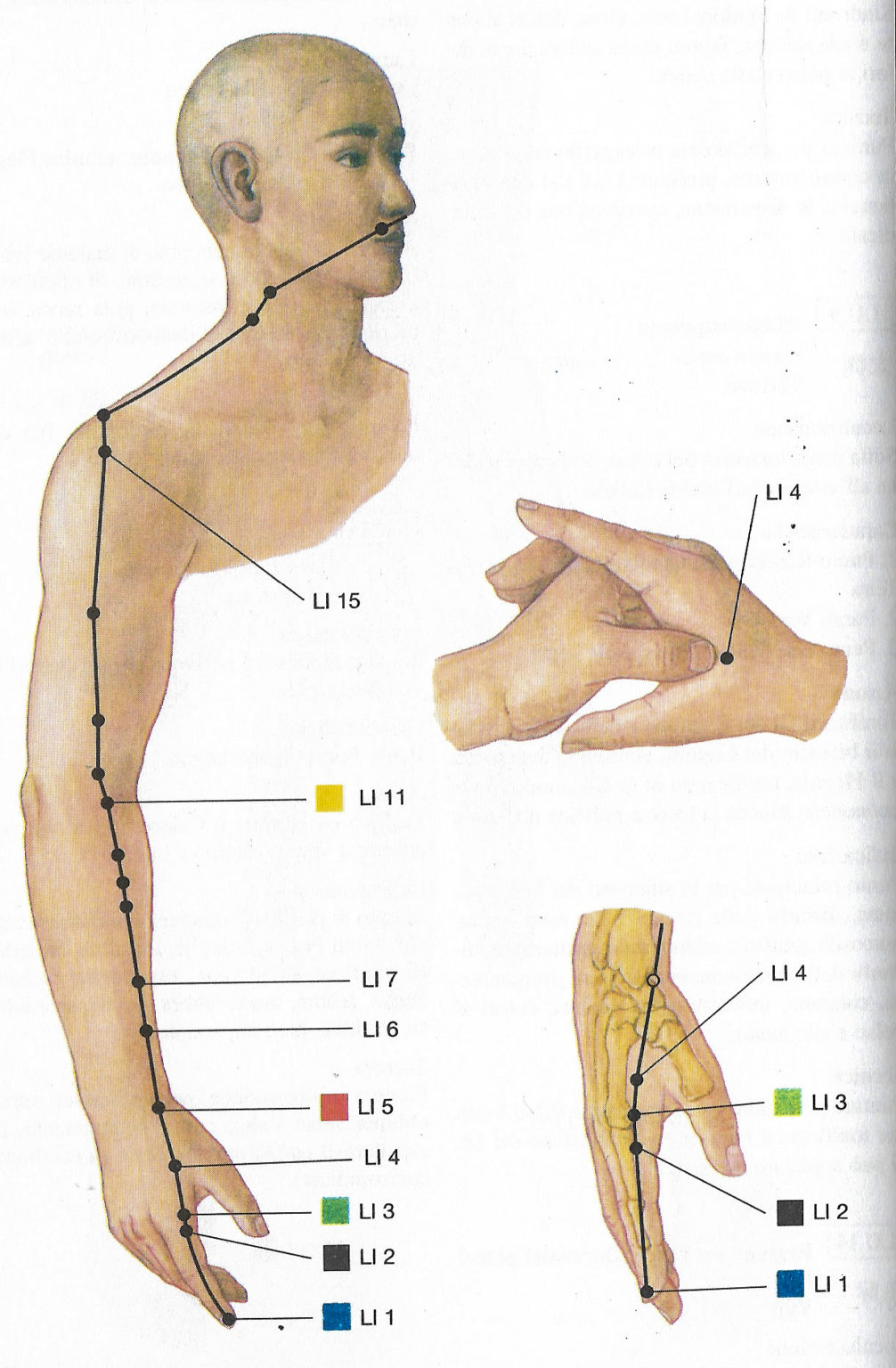 Meridiano Do Intestino Delgado - LIBRAIN